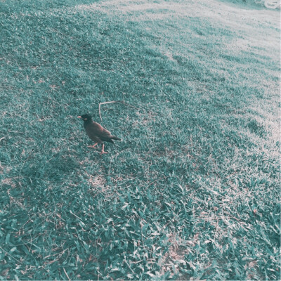 不怕人的鸟