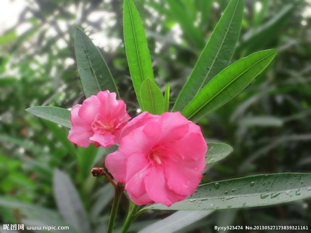 夹竹桃（学名：Nerium indicum Mill.）夹竹桃族夹竹桃属常绿直立大灌木，高达5米，枝条灰绿色，嫩枝条具稜，被微毛，老时毛脱落。叶3-4枚轮生，叶面深绿，叶背浅绿色，中脉在叶面陷入，叶柄扁平，聚伞花序顶生，花冠深红色或粉红色，花冠为单瓣呈5裂时，其花冠为漏斗状，种子长圆形，花期几乎全年，夏秋为最盛；果期一般在冬春季，栽培很少结果。 中国各省区有栽培，尤以中国南方为多，常在公园、风景区、道路旁或河旁、湖旁周围栽培；长江以北栽培者须在温室越冬。野生于伊朗、印度、尼泊尔；现广植于世界热带地区。 花大、艳丽、花期长，常作观赏；茎皮纤维为优良混纺原料；种子含油量约为58.5%，可榨油供制润