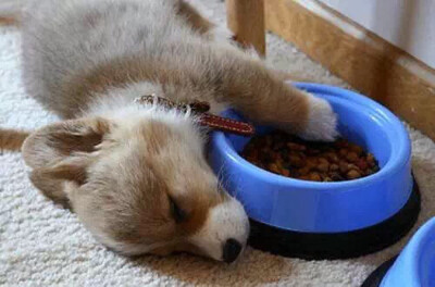 困的不行了，吃着都能睡着！