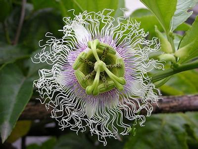 百香果，原名：鸡蛋果，别名：洋石榴、紫果西番莲，拉丁文名：Passiflora edulis Sims 西番莲科、西番莲属草质藤本，茎具细条纹，无毛。叶纸质，中间裂片卵形，两侧裂片卵状长圆形，裂片边缘有内弯腺尖细锯齿，外面顶端具1角状附属器；内副花冠非褶状，顶端全缘或为不规则撕裂状，淡黄绿色；子房倒卵球形，扁棒状，柱头肾形。浆果卵球形，无毛，熟时紫色；种子多数，卵形。原产大小安的列斯群岛，现广植于热带和亚热带地区。果可生食或作蔬菜、饲料。果瓤多汁液，加入重碳酸钙和糖，可制成芳香可口的饮料。入药具有兴奋、强壮之效。