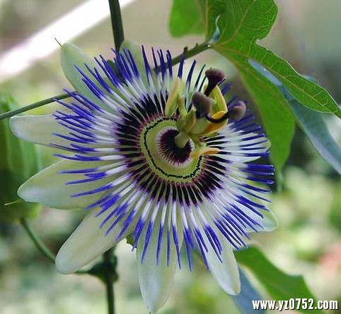 百香果，原名：鸡蛋果，别名：洋石榴、紫果西番莲，拉丁文名：Passiflora edulis Sims 西番莲科、西番莲属草质藤本，茎具细条纹，无毛。叶纸质，中间裂片卵形，两侧裂片卵状长圆形，裂片边缘有内弯腺尖细锯齿，外面顶端具1角状附属器；内副花冠非褶状，顶端全缘或为不规则撕裂状，淡黄绿色；子房倒卵球形，扁棒状，柱头肾形。浆果卵球形，无毛，熟时紫色；种子多数，卵形。原产大小安的列斯群岛，现广植于热带和亚热带地区。果可生食或作蔬菜、饲料。果瓤多汁液，加入重碳酸钙和糖，可制成芳香可口的饮料。入药具有兴奋、强壮之效。