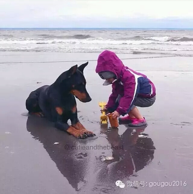 西雅图女孩和她的杜宾犬