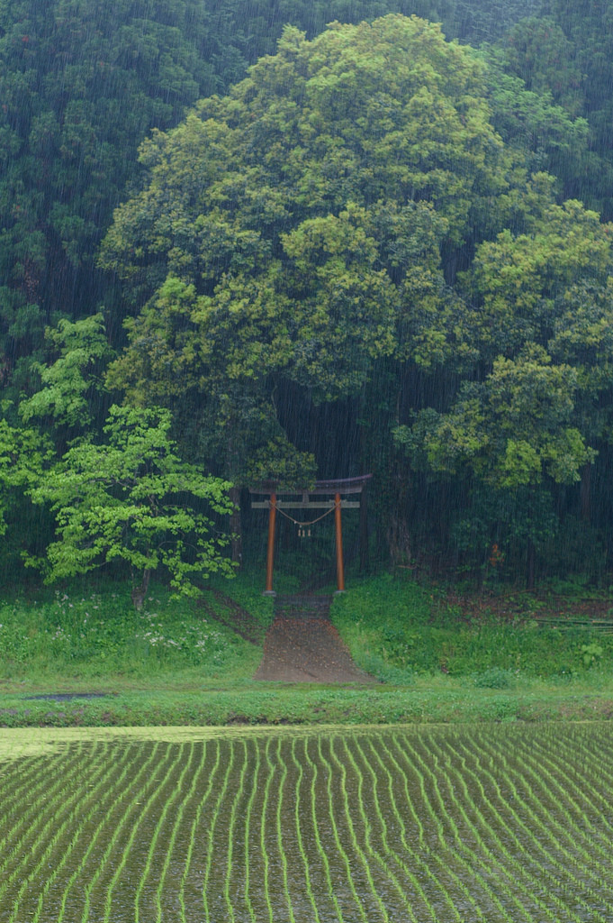 日本 雨 鸟居