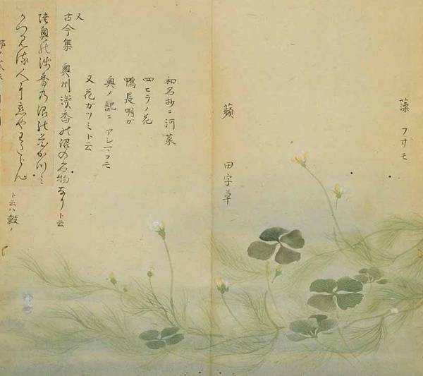 1850年绘制的《诗经名物图解》。古朴的纸张，配上细致的笔画！