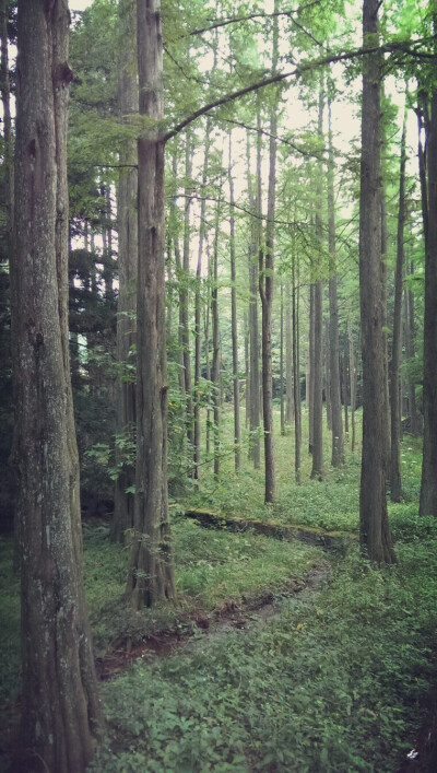 庐山植物园