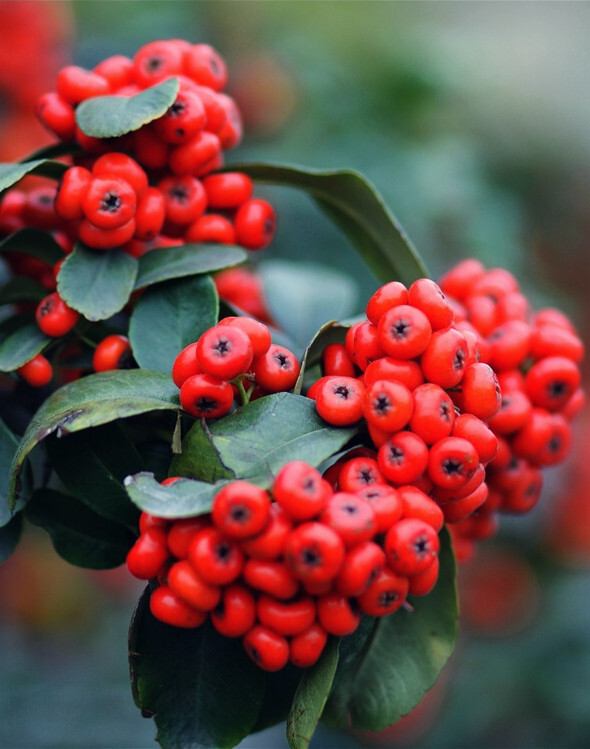 火棘Pyracantha fortuneana .别称火把果、救军粮、红子刺、吉祥果。火棘树形优美，夏有繁花，秋有红果，果实存留枝头甚久。具有良好的滤尘效果，对二氧化硫有很强吸收和抵抗能力。以果实、根、叶入药，性平，味甘、酸，叶能清热解毒，外敷治疮疡肿毒。火棘果实含有丰富的有机酸、蛋白质、氨基酸、维生素和多种矿质元素，可鲜食，也可加工成各种饮料。树叶可制茶，具有清热解毒，生津止渴、收敛止泻的作用。一颗如珠的红果其维生素C的含量相当于一个大苹果，是营养极高的保健型水果。科学研究发现红果中还有相当高的美容护肤价值。花语：温暖人心，慈悲...