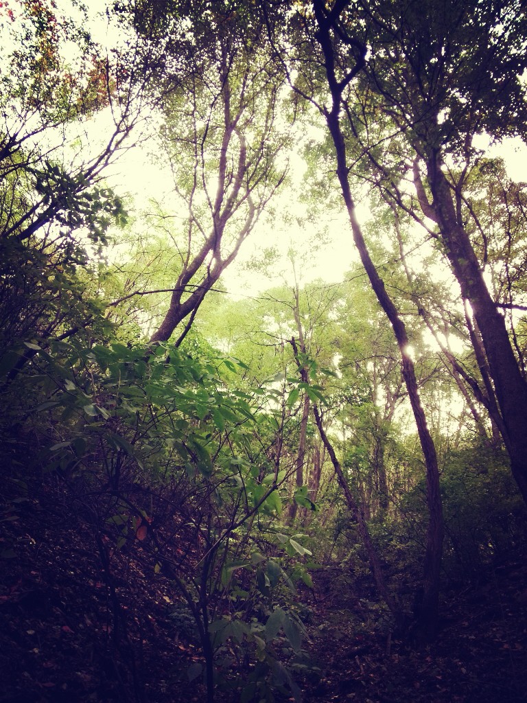 愿与你分享一片森林，想要安静，想要绿色，想要鸟鸣，还要你