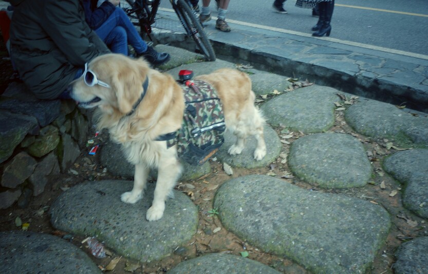 酷金毛 摄于岳麓山