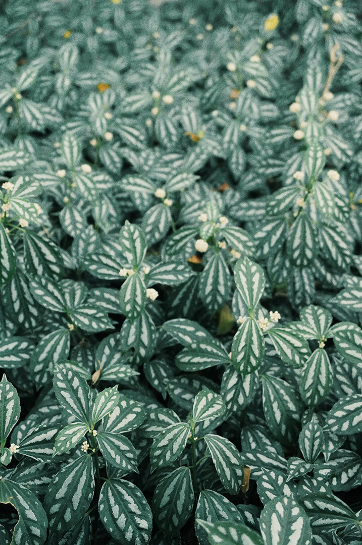 Green and blue.in a box, through the mail.