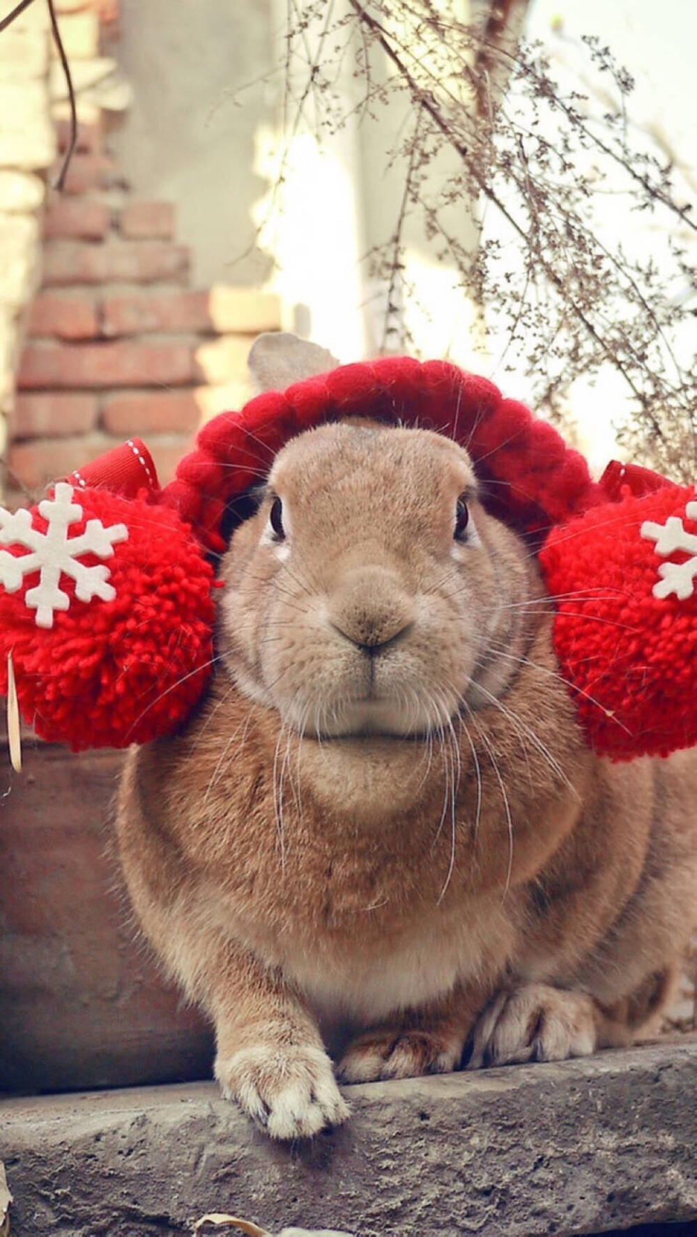 关注2015年12月20日 14:21vicky_babyface