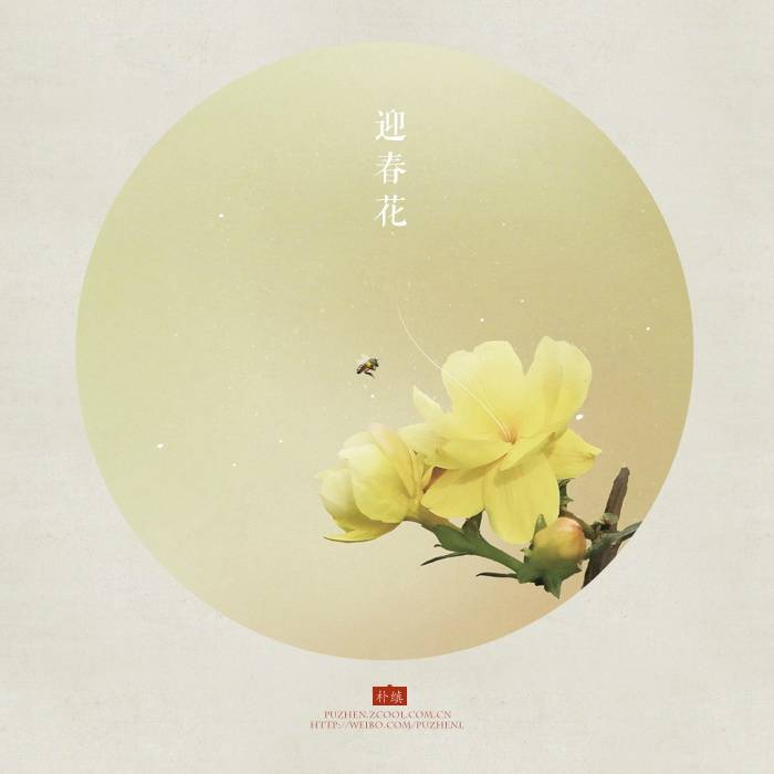 花语集—迎春花 作者：朴缜