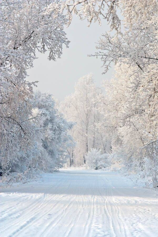 雪松