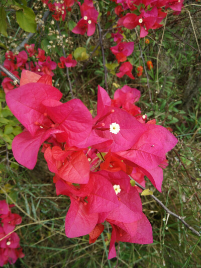 学校的花