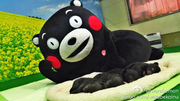 熊本熊 Kuma Mon Mono 部长 萌萌的 熊本县 吉祥物 黑熊 呆萌 日本