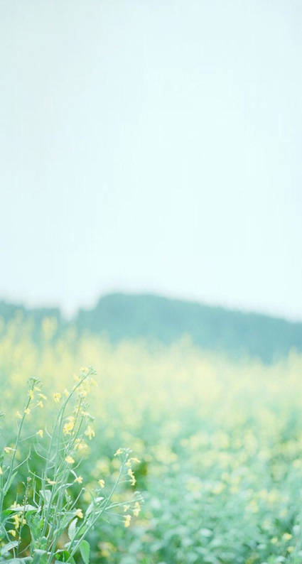 壁纸，简约，插画，小清新，平铺壁纸，图片，动漫，平静