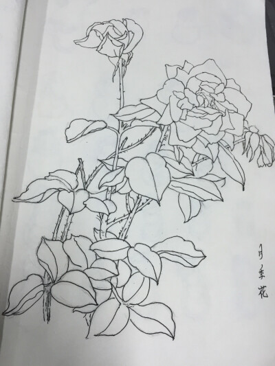 自己画的白描月季花