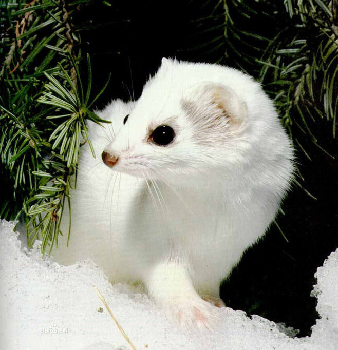 伶鼬(学名:Mustela nivalis)为鼬科鼬属的动物。分布于欧洲、亚洲、北美洲和北非，包括中国大陆的黑龙江、内蒙古、河北、吉林、新疆、四川、辽宁等地，多栖息于类似白鼬、但更喜欢干燥的地域。在林区栖息于针阔叶混交林、亚高山或干旱地针叶林、林缘灌丛以及亦常见于草原地带。该物种的模式产地在瑞典韦斯德博顿。主要以小型啮齿类动物为食，也吃小鸟、蛙类及昆虫等。