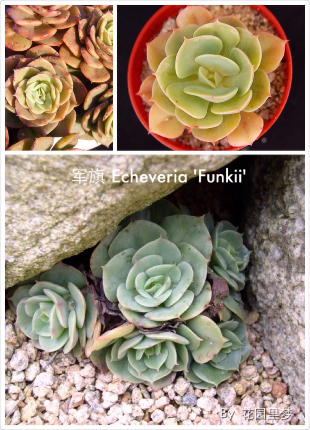 军旗 Echeveria funkii是一个惊人的多肉植物,它的叶子形成一个玫瑰与酒色呈灰绿色的叶子颜色可爱的开放形式。