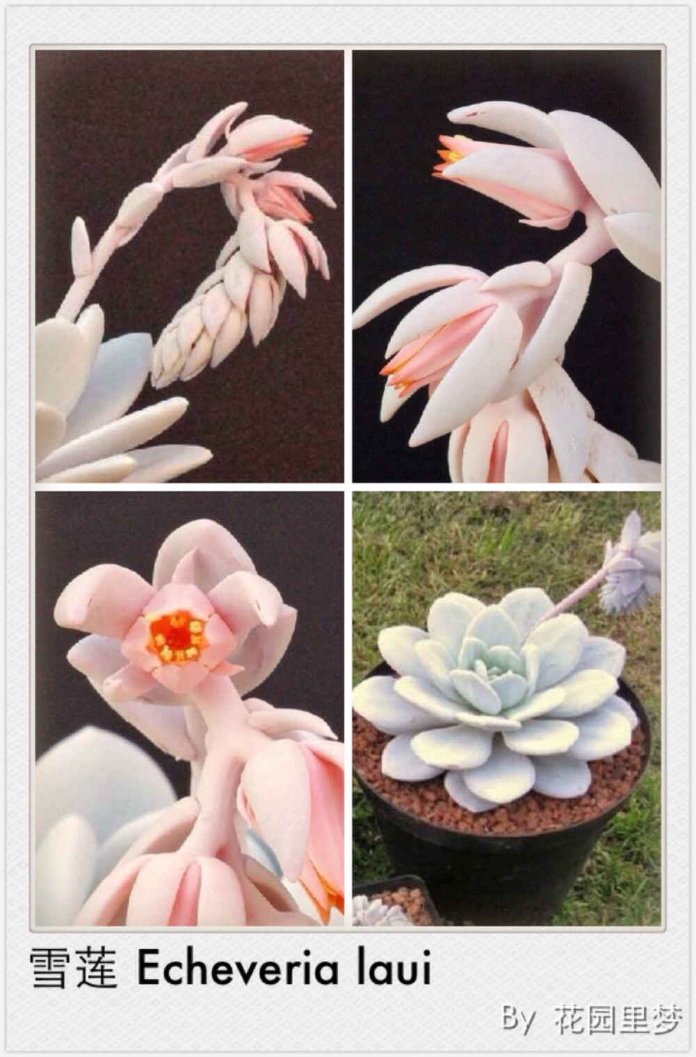 雪莲 Echeveria laui 雪莲为景天科 拟石莲花属的多浆植物，多年生草本植物，原始种。成株直径通常为12~15厘米，但也有在人工栽培环境下直径长到40厘米以上的先例。