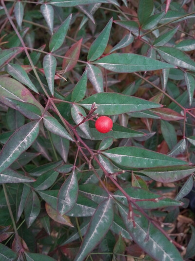 梅岭――小红果