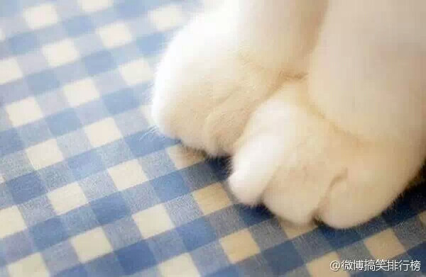 爪爪