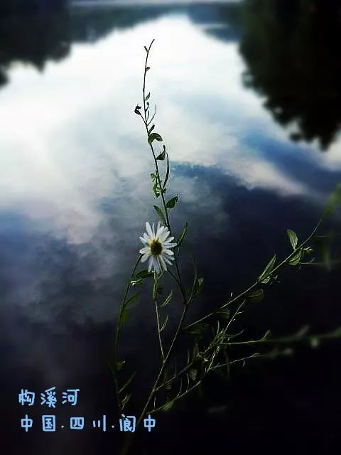 小花花