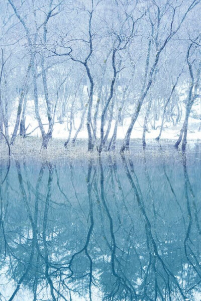 Blue pond in Biei, Hokkaido, Japan。日本北海道上川郡美瑛町的青池。青池是1988年十胜岳火山爆发，因工程修筑堰堤而形成的湖泊，美瑛川中的矿物质和土砂质成份和阳光照耀，使得湖泊呈现出青绿色的色泽，白桦树的枯…