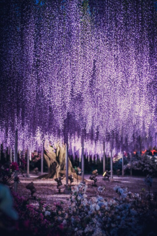 Ashikaga Flower Park,Tochigi, Japan (by Arifudin Achmad)。日本栃木县足利紫藤园。据介绍这世界第一大藤园共有藤树300多棵，每1串藤花房平均165个花朵，这165个花是从上往下按顺序开放。据报道每当藤花盛开的时节能有约60万人前去观看。日本足利紫藤园中最大的一棵紫藤树，开满了花就像瀑布一样倾泻而下，十分壮观。