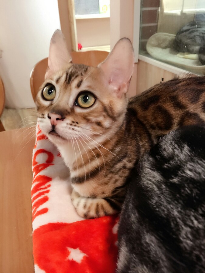 小豹猫，看这湿漉漉专注的小眼神(๑•ั็ω•็ั๑)