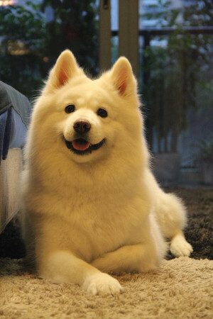 妞妞 笑得好慈祥233  萨摩耶～汪星人