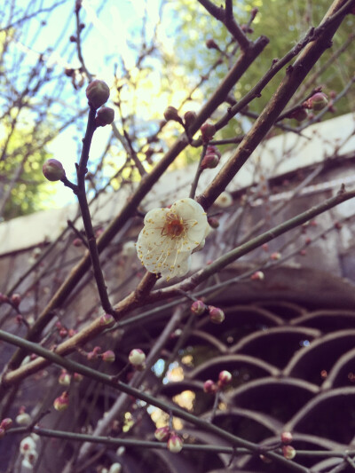 院子里的梅花