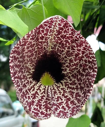 美丽马兜铃 Aristolochia elegans：别名烟斗花、棉布花，马兜铃科马兜铃属多年生攀援草质藤本，原产南美洲。