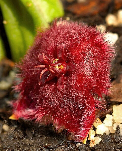 萝藦 Stapelia obducta：萝藦科植物，开花后花瓣后翻，看上去像个毛茸茸的小球. 萝藦科植物作为多肉植物中不可或缺的一大类观赏品种，以形态各异的植株形态，千姿百态的花型，色彩斑斓的花色展现了大自然超现实的神奇一面。