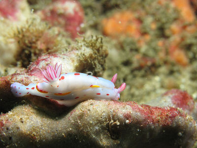 Bennet's hypselodoris