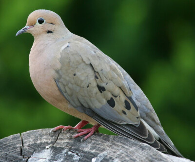 灰斑鸠（学名：Streptopelia decaocto），俗称灰鸽子，是鸟类世界中最大的种群之一， 原分布于暖温带地区的欧洲部分地区、中亚、中国和缅甸，是一种留鸟。