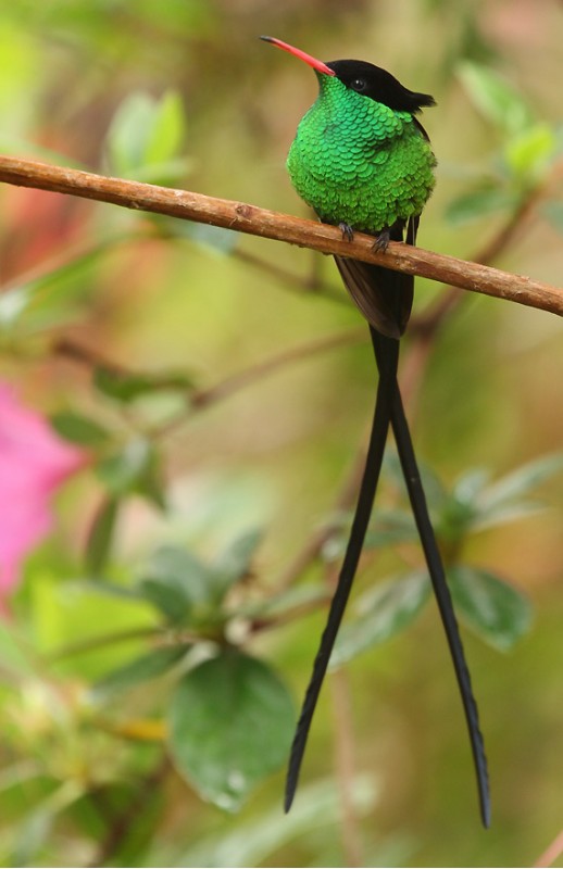嘴长尾蜂鸟(学名)，英文名:Red-billed Streamertail，又被称为医生鸟，是牙买加特有的一种蜂鸟。虽然大部份学者都认同它们是独立的物种，但仍有一些认为它们与黑嘴长尾蜂鸟为同一物种。它们是牙买加的国鸟。