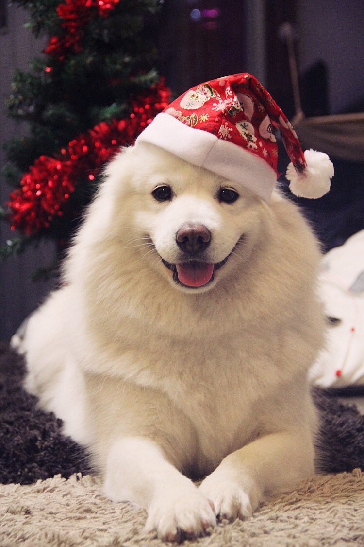 妞妞 汪星人。折耳猫 祝大家圣诞节快乐 ！