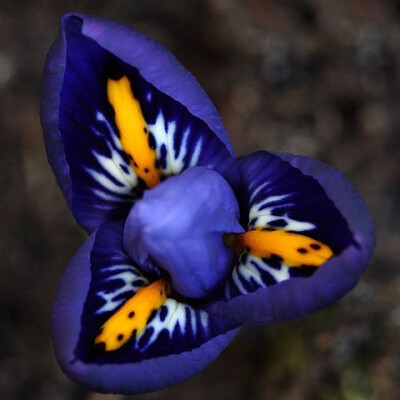 网脉鸢尾 Iris reticulata：矮生鸢尾，花期 3-4 月，有紫、蓝紫、深蓝、紫红等花色。原产高加索。植株非常矮小，約10cm左右，花和叶同時長出，开花时见花不见叶，如同直接开在地上。