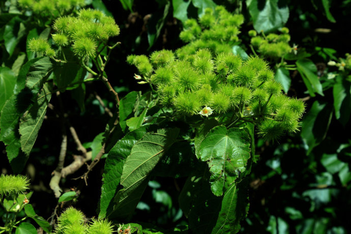 新西兰三裂椴entelea arborescens malvaceae，锦葵科entelea属（whau），灌木。by（北京铁老白的博客）