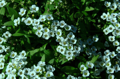 香雪球，别名：庭芥、小白花、玉蝶球，拉丁文名：Lobularia maritima.十字花科、香雪球属。 by（北京铁老白的博客）