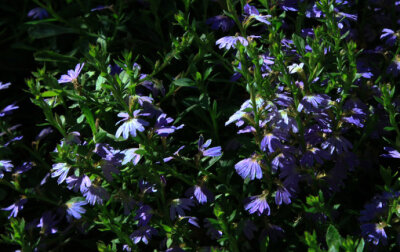 北美蓝花半边莲（Lobelia. siphlitica），半边莲科半边莲属。by（北京铁老白的博客）