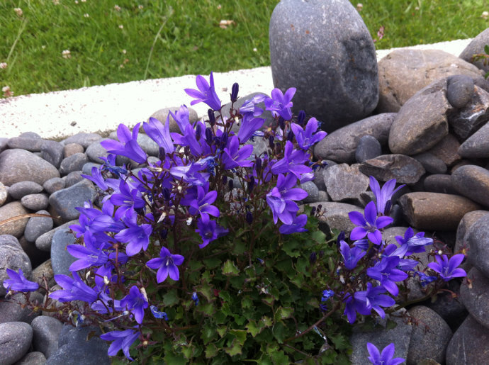 波旦吊钟花 Campanula portenschlagiana，桔梗科风铃草属。by（北京铁老白的博客）