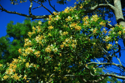 澳洲鸡蛋花树 Hymenosporum flavum ，夹竹桃科鸡蛋花属。by（北京铁老白的博客）