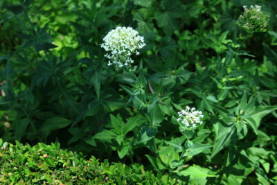 Centranthus ruber ’Alba白色红缬草Centranthus ruber 别名：白色距药草 ，败酱科（Valerianaceae）距药草属。by（北京铁老白的博客）