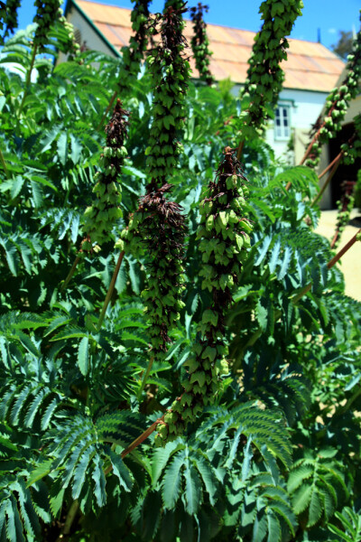 巨蜜花Melianthus 英文名Giant honny flower，蜜花科密花属。by（北京铁老白的博客）