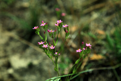 百金花Centaurium 龙胆科百金花属。by（北京铁老白的博客）