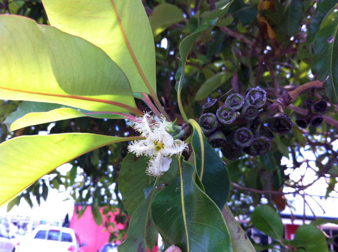 红胶木Lophostemon confertus (R.Br.) Peter G. Wilson et J. T. Waterh.桃金娘科 Myrtaceae 毛刷木属，别名：毛刷木 。by（北京铁老白的博客）