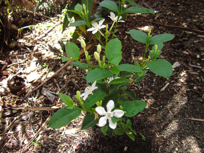 锡兰水梅 Wrightia antidysenterica 别名白绢梅，夹竹桃科水梅属（倒吊笔属）by（北京铁老白的博客）