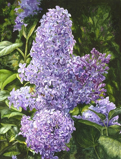 丁香 Helen Shideler - Amethyst Lilacs