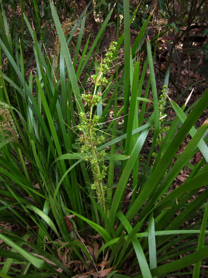 多须草Lomandra longifolia 多须草科。by（北京铁老白的博客）